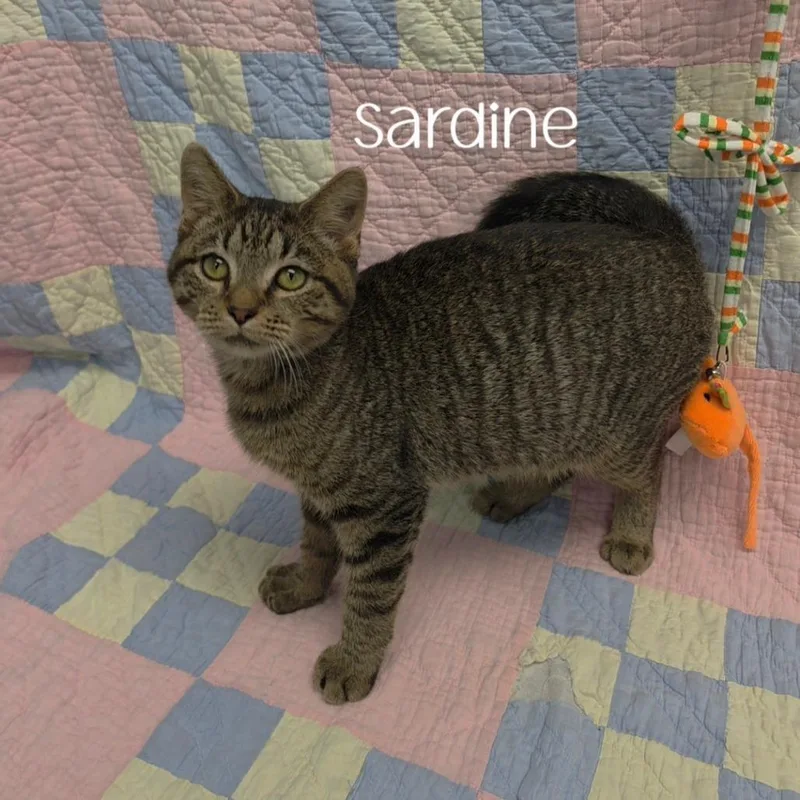 A baby small-sized female Domestic Short Hair cat named Sardine for adoption in Parkersburg, WV
