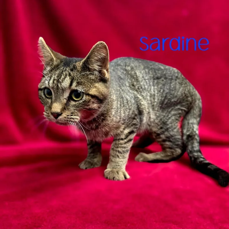 Sardine thumbnail 6