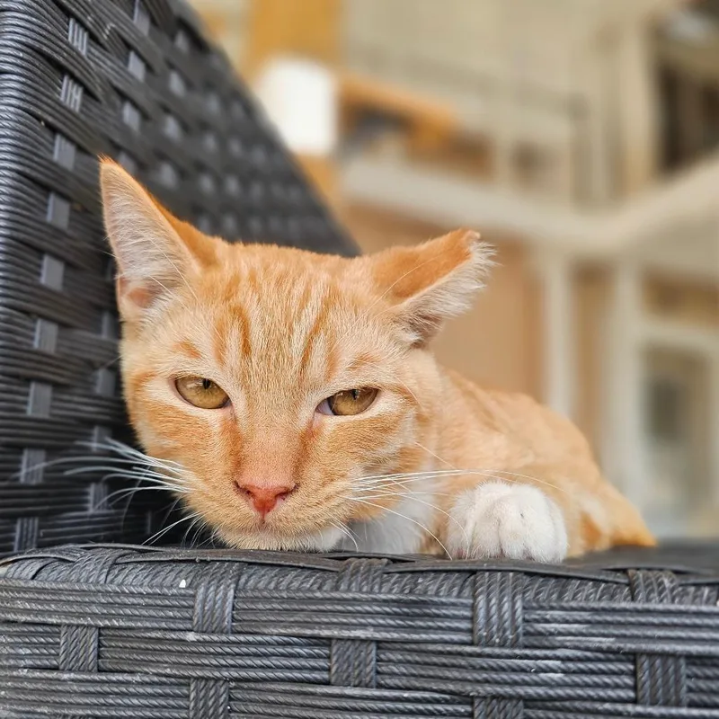 A young medium-sized male Orange / Red Domestic Short Hair cat named Romo for adoption in Laredo, TX