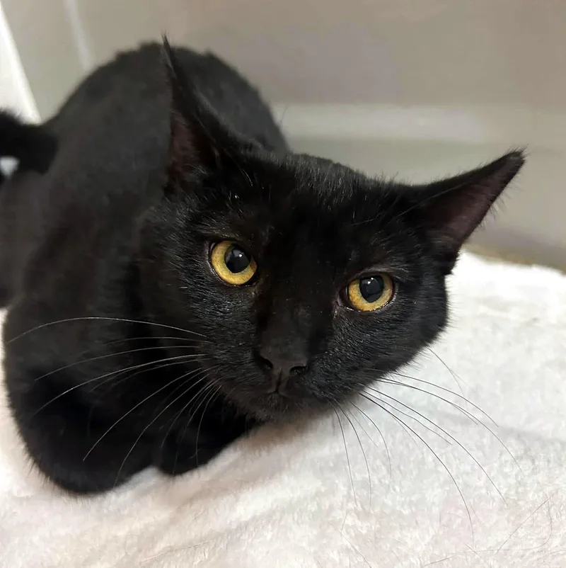 A baby small-sized male Black Domestic Short Hair cat named Ally & Dale for adoption in Pittsburgh, PA