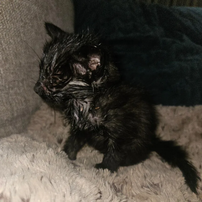 A baby small-sized female Black Domestic Short Hair cat named Zena for adoption in Ringtown, PA