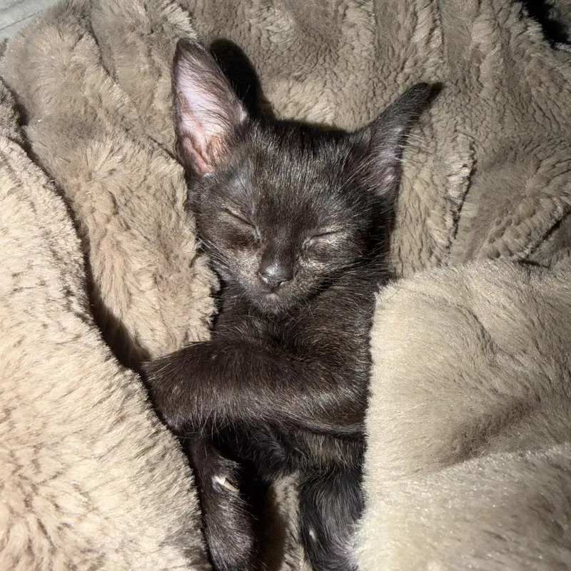 A baby small-sized female Black Domestic Short Hair cat named Maude for adoption in Missouri City, TX