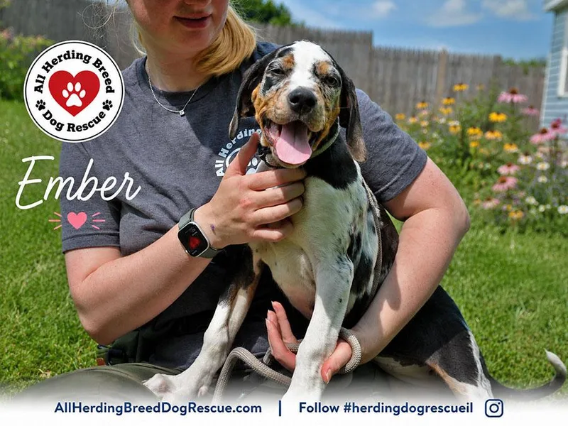 A baby medium-sized female Tricolor (Brown, Black, & White) Catahoula Leopard Dog dog named Ember for adoption in Joliet, IL