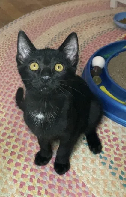 A baby small-sized male Domestic Short Hair cat named Scott for adoption in Ringoes, NJ