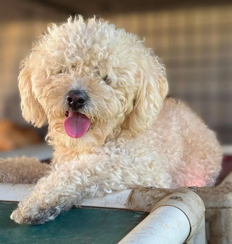 An adult small-sized male Poodle dog named Tudor for adoption in San Diego, CA
