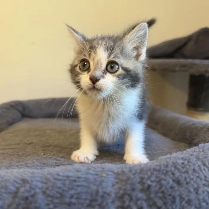 A baby small-sized female White Domestic Medium Hair cat named Joey for adoption in Wappingers Falls, NY