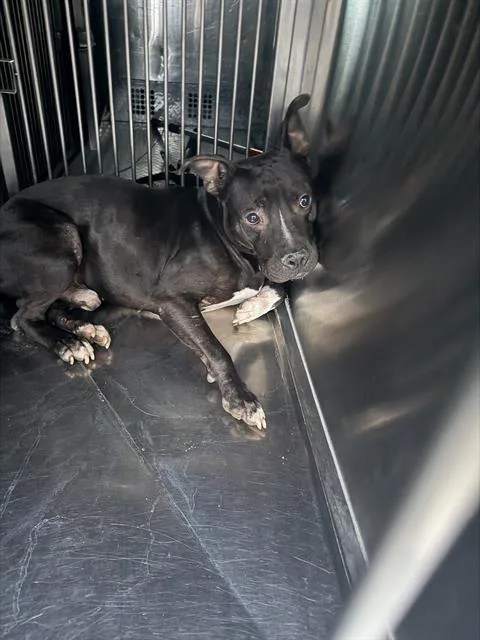 A young large-sized female Mixed Breed dog named Jadef for adoption in Dallas, TX