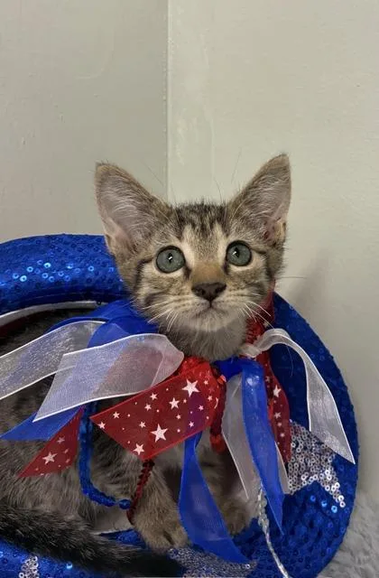 A baby medium-sized male Domestic Medium Hair cat named Snickers for adoption in Picayune, MS