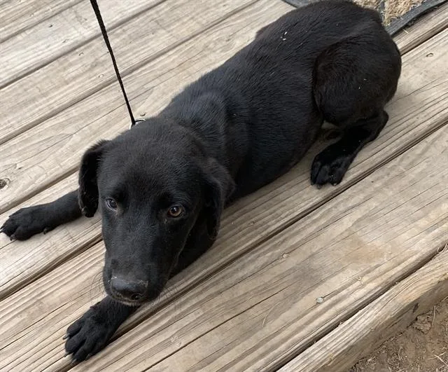 An adult small-sized male Labrador Retriever dog named Dominic for adoption in San Antonio, TX