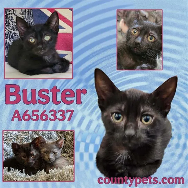Buster