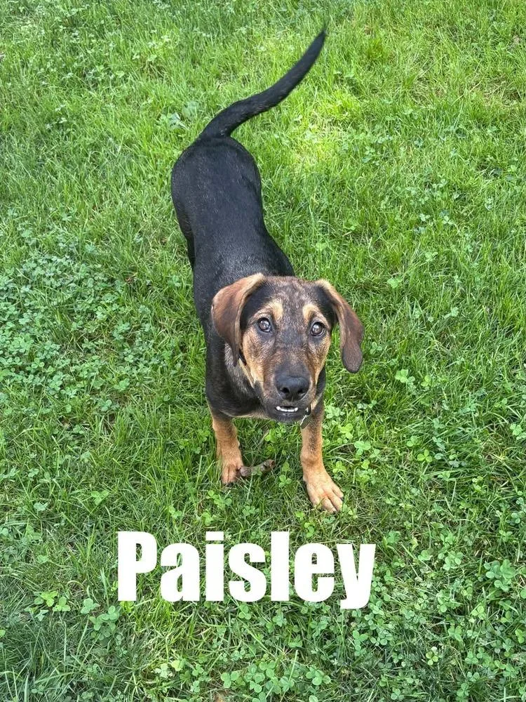 A baby medium-sized female Tricolor (Brown, Black, & White) Hound dog named Paisley for adoption in harrison city, PA