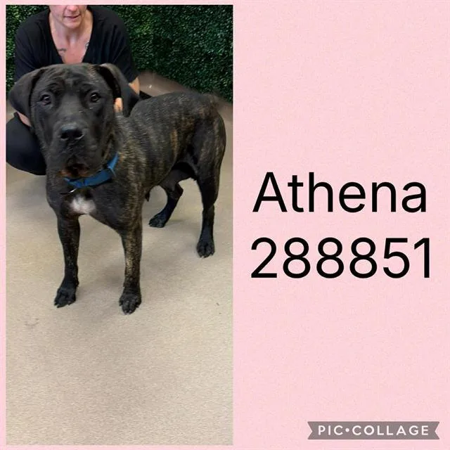 A young extra large-sized female Mastiff dog named Athena for adoption in Macon, GA