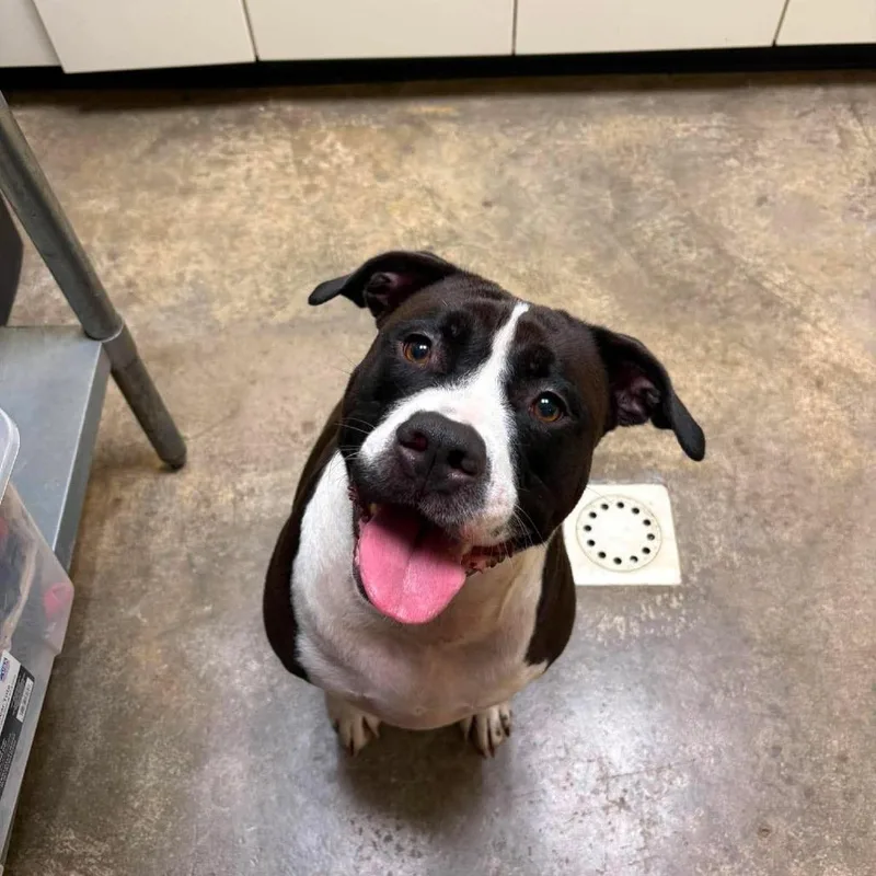 An adult large-sized female Pit Bull Terrier dog named Stormie for adoption in Shinnston, WV