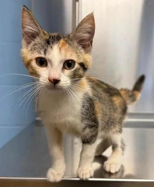 A baby small-sized female Domestic Short Hair cat named Clover for adoption in Minneapolis, MN
