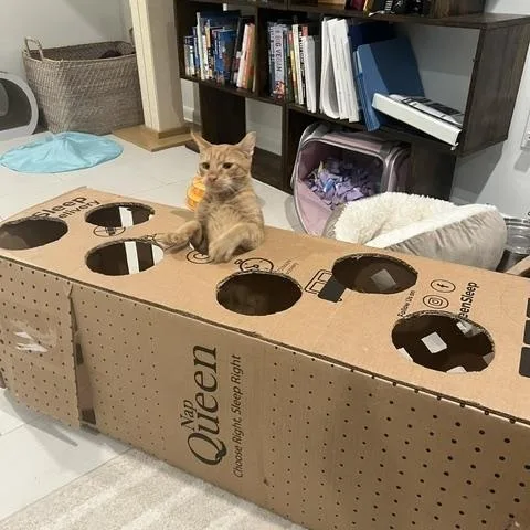 A young medium-sized male Orange / Red Domestic Short Hair cat named George for adoption in Fairfax, VA