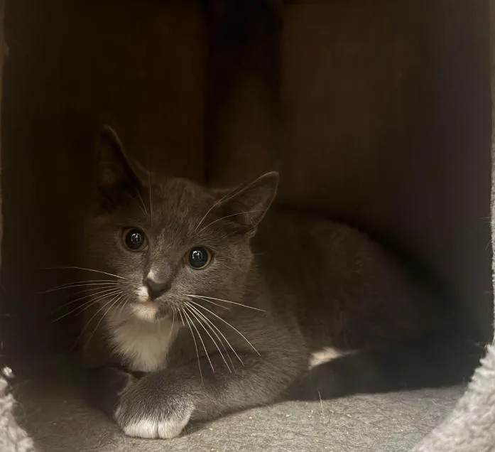 A young small-sized male Gray & White Domestic Short Hair cat named Wobbles the Wobbly for adoption in Hamilton, NJ