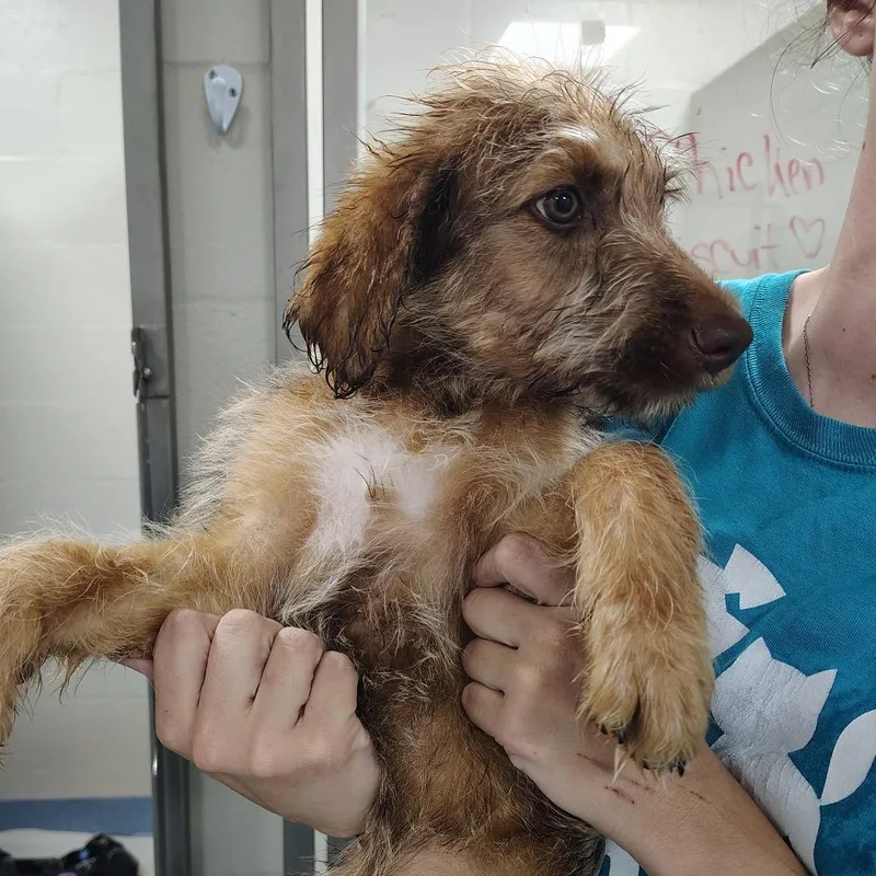 A baby small-sized male Brown / Chocolate Mixed Breed dog named Oak for adoption in Gainesville, FL