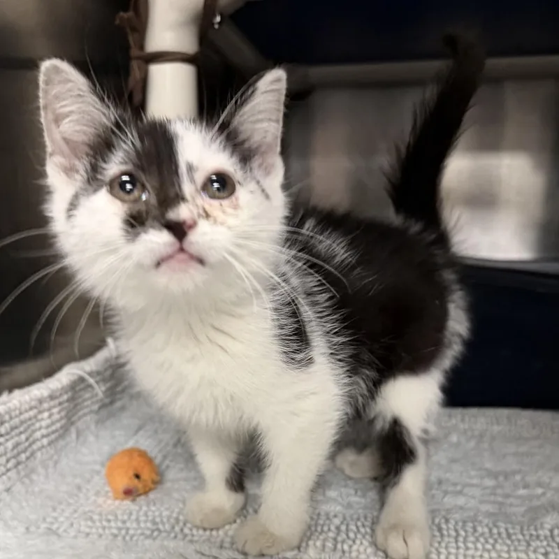 A baby small-sized male Black Domestic Short Hair cat named Rorschach for adoption in Marion, VA