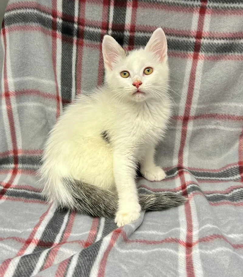 A baby medium-sized female White Domestic Short Hair cat named Daisy for adoption in Edinburg, VA