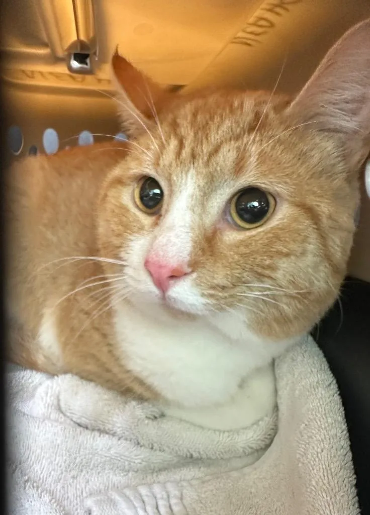 A young medium-sized male Domestic Short Hair cat named Hans for adoption in Jonesboro, AR
