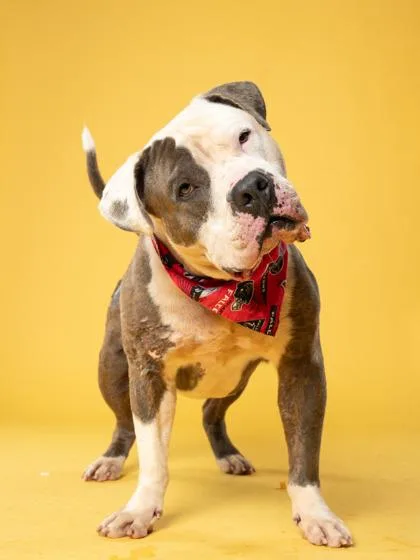 An adult extra large-sized male Pit Bull Terrier dog named Blitz for adoption in Atlanta, GA