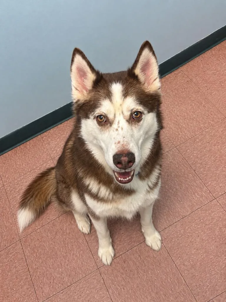 An adult medium-sized male Husky dog named Huck Kobe for adoption in Wabash, IN