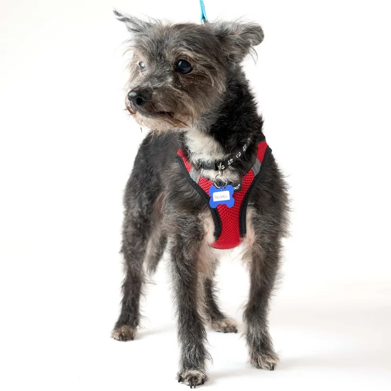 A senior small-sized male Gray / Blue / Silver Terrier dog named Hampton for adoption in San Francisco, CA