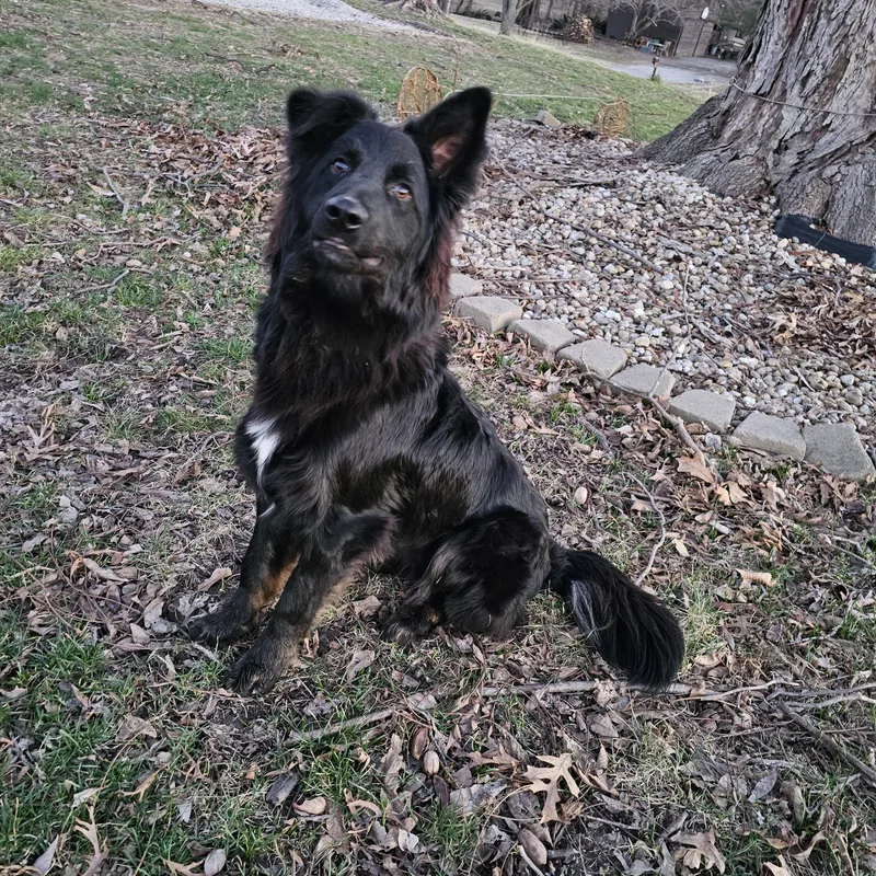 An adult medium-sized male Dutch Shepherd dog named Vinnie s for adoption in O Fallon, IL
