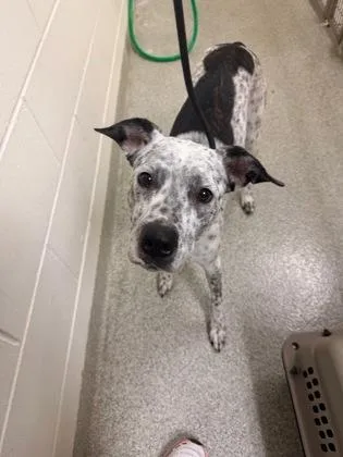 An adult medium-sized female Harlequin Mixed Breed dog named Carly for adoption in Key West, FL