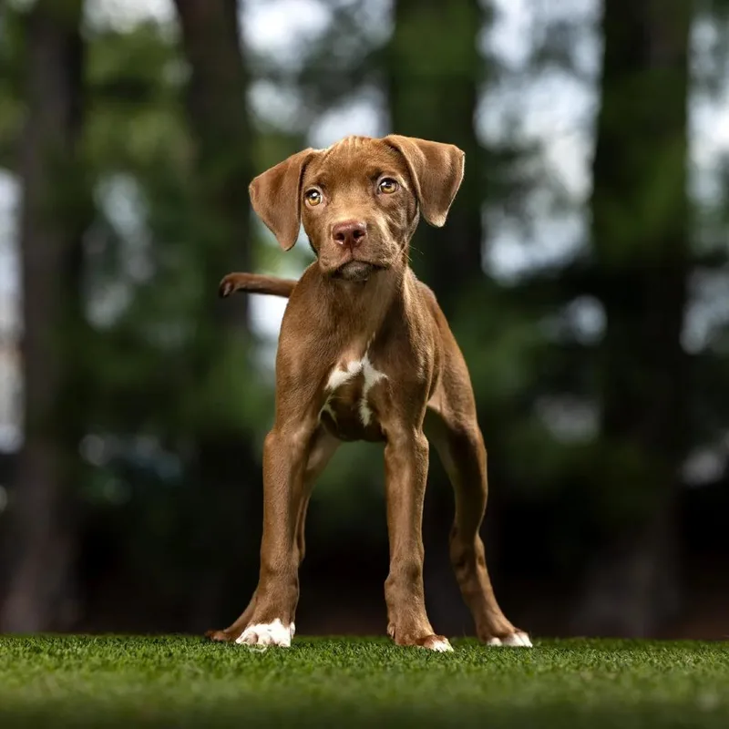 A baby small-sized female Brown / Chocolate Mixed Breed dog named Charlotte for adoption in Jupiter, FL