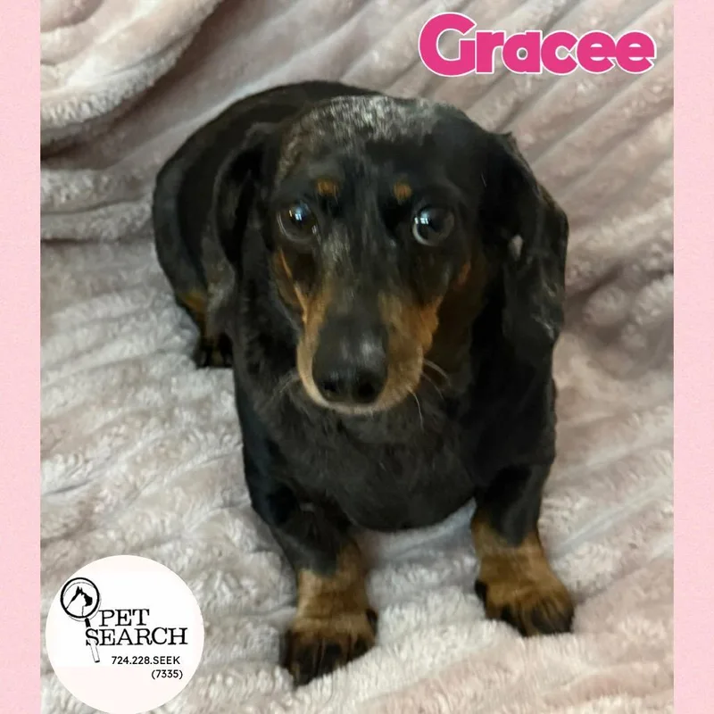 A senior small-sized female Miniature Dachshund dog named Gracee for adoption in Washington, PA