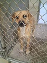 A young medium-sized female White / Cream Pit Bull Terrier dog named Lucy for adoption in Moline, IL