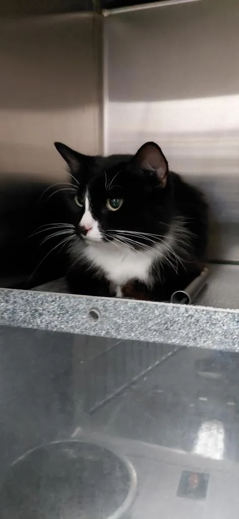 A young small-sized female Domestic Medium Hair cat named Opal for adoption in Henderson, NC