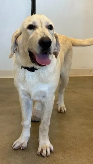 A baby large-sized male Labrador Retriever dog named Tank for adoption in Sterling, CO