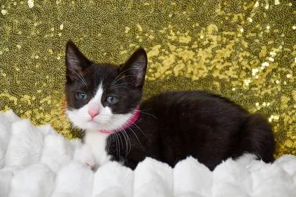 A baby small-sized female Domestic Short Hair cat named Suzie for adoption in Yakima, WA
