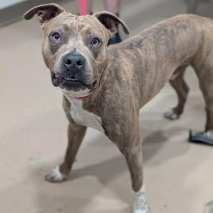 A young large-sized male Gray / Blue / Silver American Staffordshire Terrier dog named Gaston for adoption in Buchanan Dam, TX