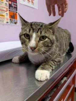 An adult small-sized male Brown / Chocolate Domestic Short Hair cat named Mr. Paws for adoption in El Paso, TX