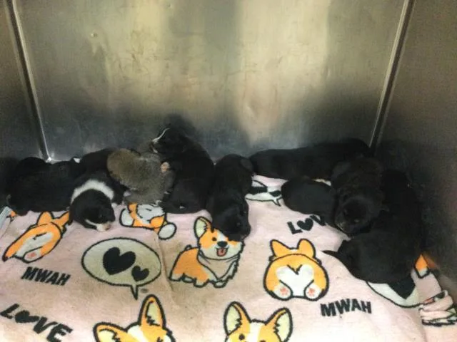 A baby small-sized male Pit Bull Terrier dog named Elliot for adoption in Riverside, CA