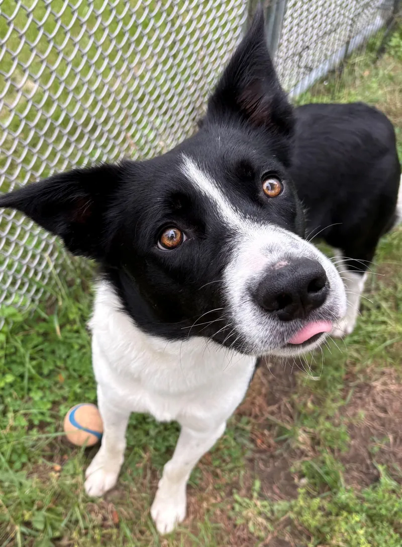 A young medium-sized male Border Collie dog named Ricky for adoption in Iowa City, IA