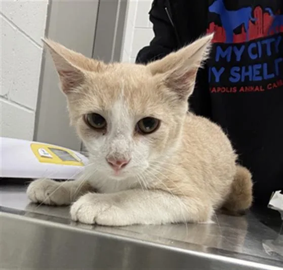A baby small-sized male Domestic Short Hair cat named Lowes for adoption in Indianapolis, IN