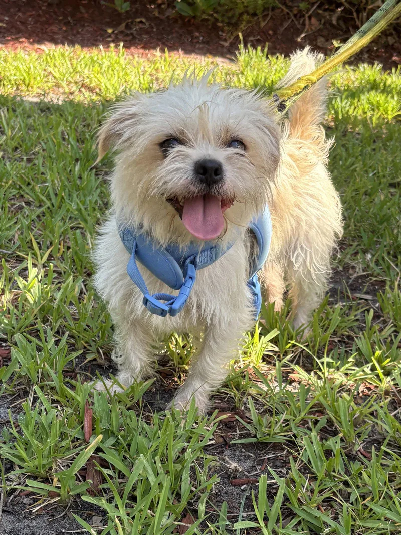 An adult small-sized male Silky Terrier dog named Moe for adoption in Margate, FL