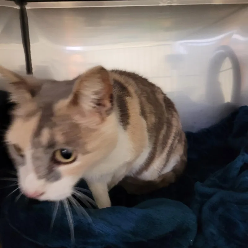 A senior large-sized female Calico Domestic Short Hair cat named Molly for adoption in Lake Panasoffkee, FL