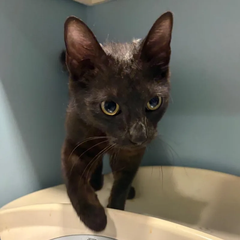An adult medium-sized female Black Domestic Short Hair cat named Prairie for adoption in Chattanooga, TN