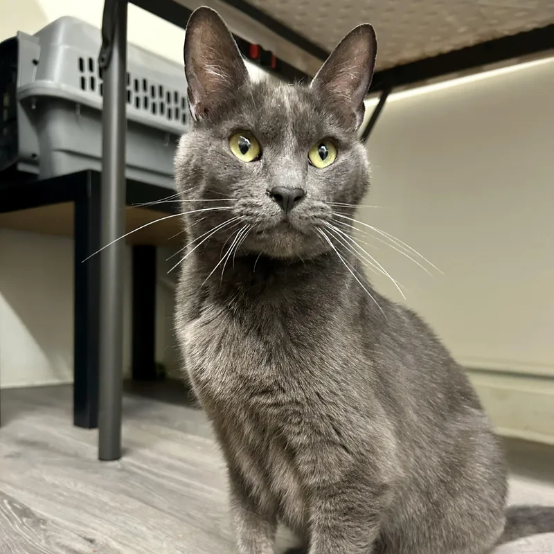 An adult medium-sized male Gray / Blue / Silver Domestic Short Hair cat named Jack for adoption in Mount Rainier, MD