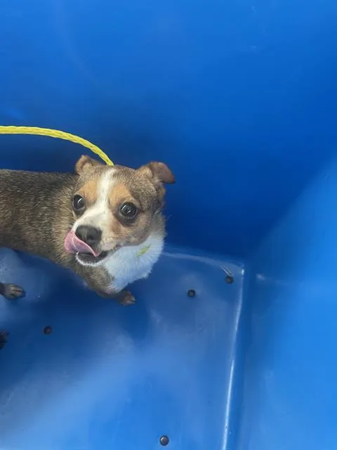 A young small-sized female Mixed Breed dog named Skipper for adoption in Dallas, TX