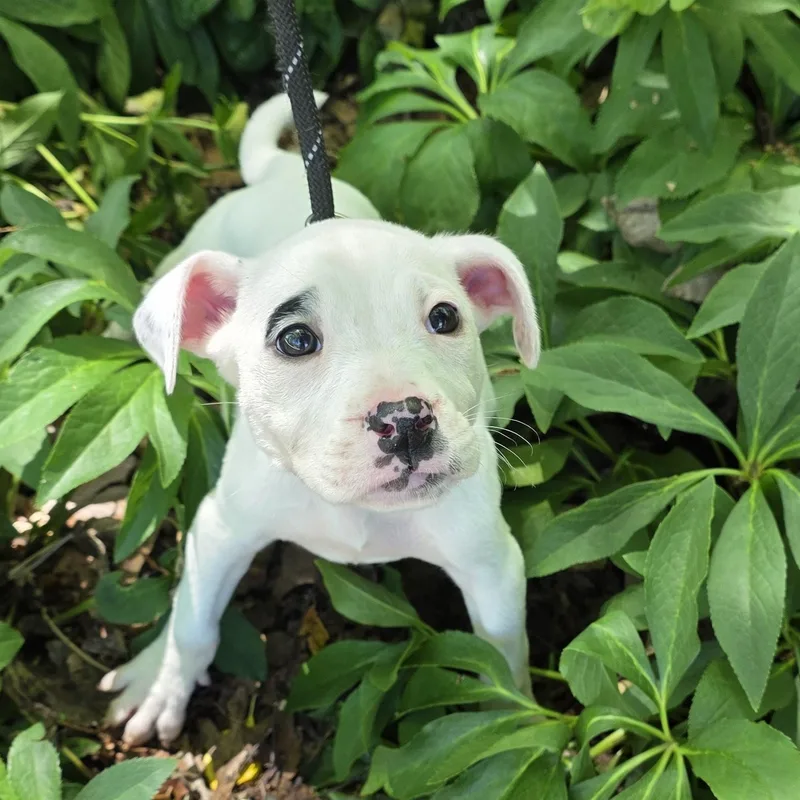 A baby medium-sized female Black Mixed Breed dog named Pistachio for adoption in Greensboro, NC