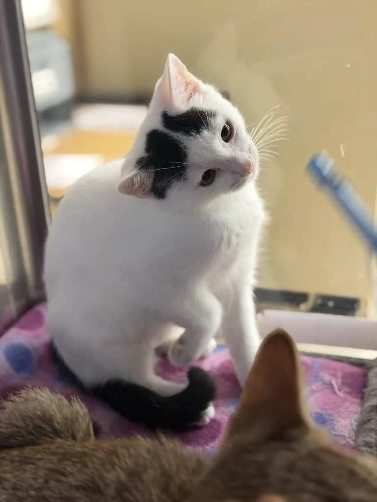 A baby medium-sized female Black & White / Tuxedo Domestic Short Hair cat named Pebbles for adoption in Spring Lake, NJ