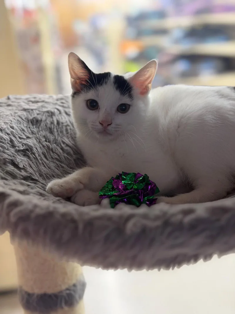 Pebbles thumbnail 2