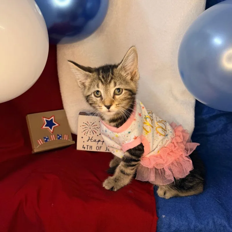 A baby small-sized female Brown / Chocolate Domestic Short Hair cat named Ronda for adoption in Mount Vernon, IL