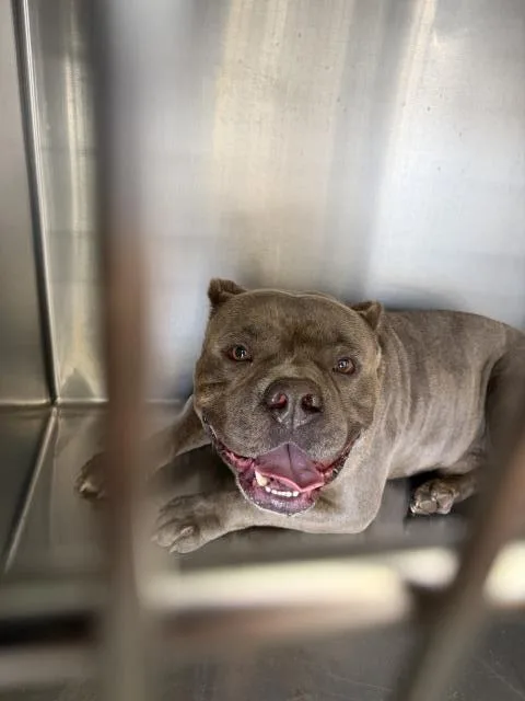An adult medium-sized male Pit Bull Terrier dog named Baloo for adoption in Riverside, CA